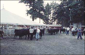 Picture of steer grooming area.