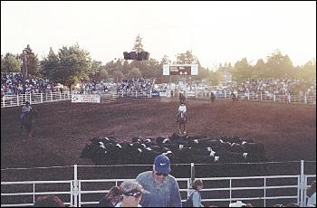 Picture of Rodeo action.
