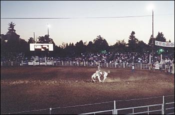 Picture of Rodeo bareback riding.