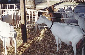 Picture of interested goats.