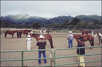 Picture of horse judging.