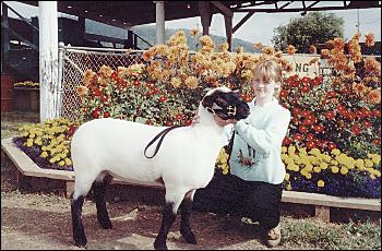 Picture of award winning sheep.