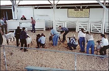 Picture of sheep judging.