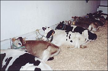 Picture of dairy cows.