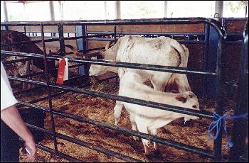 Picture of Texas Longhorn cattle.